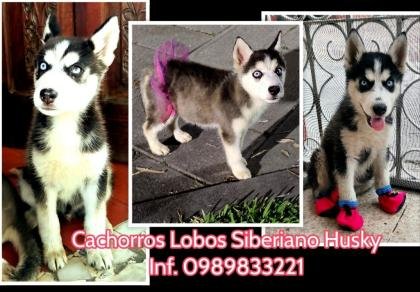 Lobos Siberianos Husky 100% Legítimos vacunados